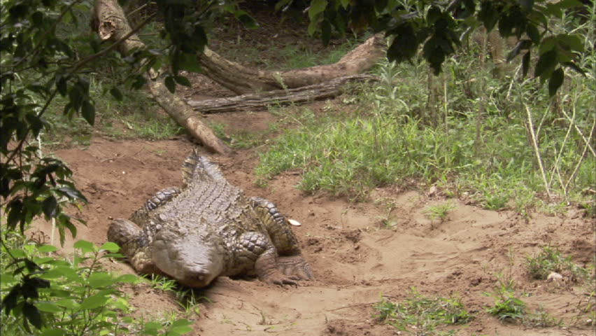 A wide shot of a crocodile moving quickly moving in to a sandy patch.
