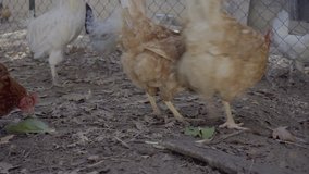 Video of hen eating in a fence of a farm