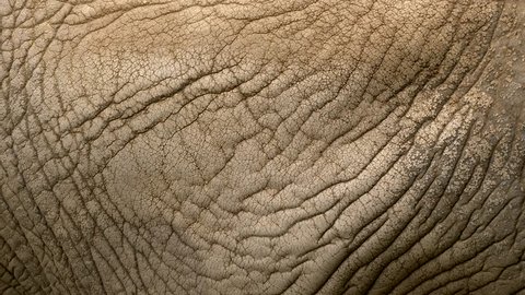 Real Elephant Skin Texture Wrinkled Stock Photo 346984103 | Shutterstock