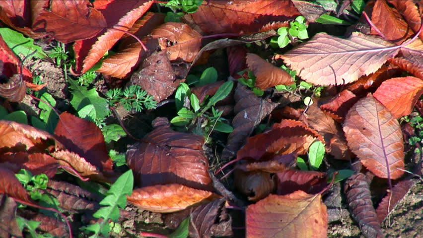 Autumn - beautiful and colorful tree leaves 

