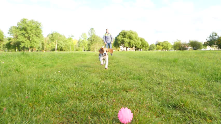 Small beagle chase and catch by jaws toy rolling on grass, slow motion shot in front of doggy. Young dog play at walk, train fetch command by running and bring back small ball. Royalty-Free Stock Footage #30931768