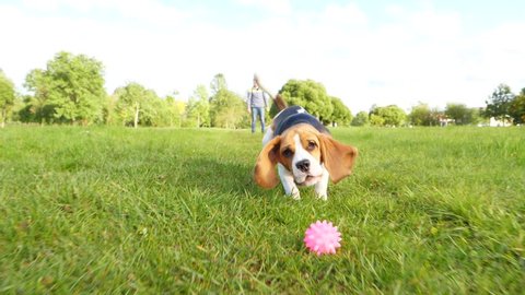 Small beagle chase and catch by jaws toy rolling on grass, slow motion shot in front of doggy. Young dog play at walk, train fetch command by running and bring back small ball.