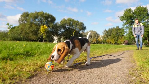 Awkward cute young dog run at park path, chase ball thrown by owner. Funny beagle doggy try to catch and miss, slow motion shot. Active pet play with man, training fetch command in game