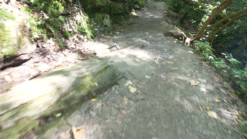 A lush forest and stream at the Great Smoky Mountains National Park in Tennessee