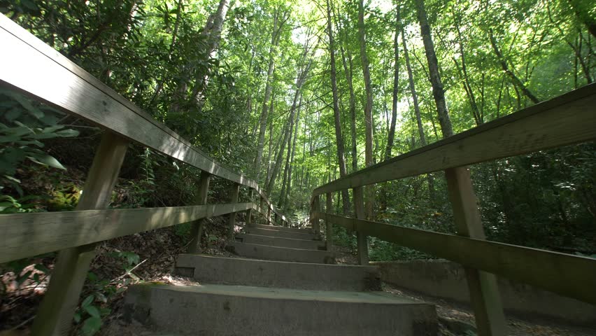 A lush forest and stream at the Great Smoky Mountains National Park in Tennessee