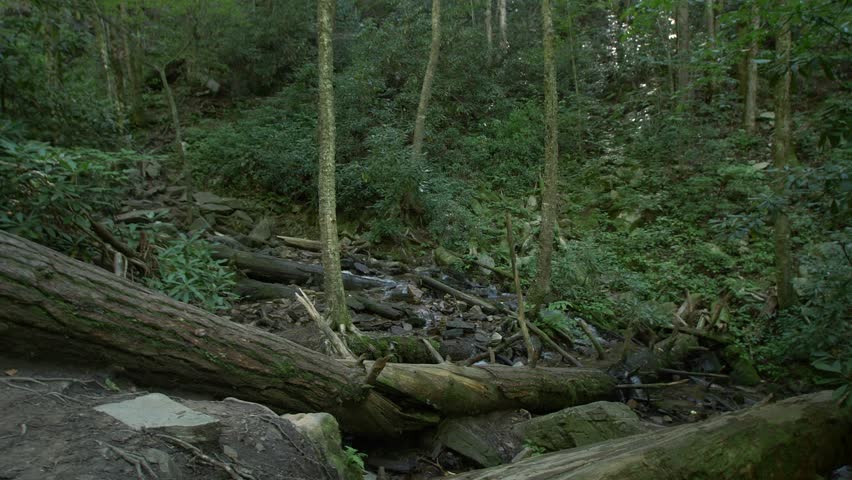 A lush forest and stream at the Great Smoky Mountains National Park in Tennessee