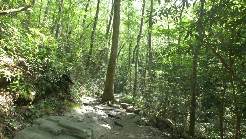 A lush forest and stream at the Great Smoky Mountains National Park in Tennessee