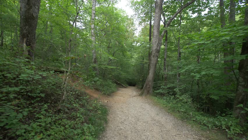 A lush forest and stream at the Great Smoky Mountains National Park in Tennessee