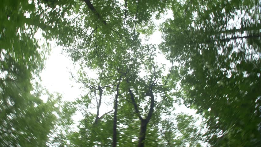 A lush forest and stream at the Great Smoky Mountains National Park in Tennessee