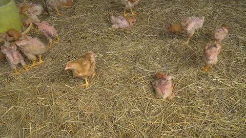 Small Chicken farm