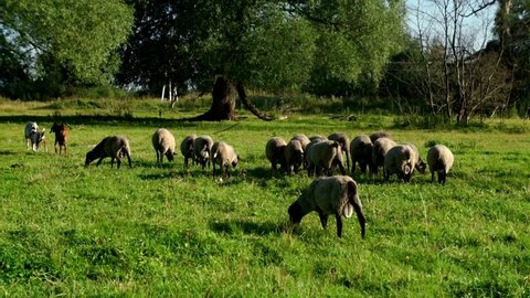 Herd of sheep and ram walking on green pasture at rural farm. Flock sheep and ram eating fresh grass at rural farm
