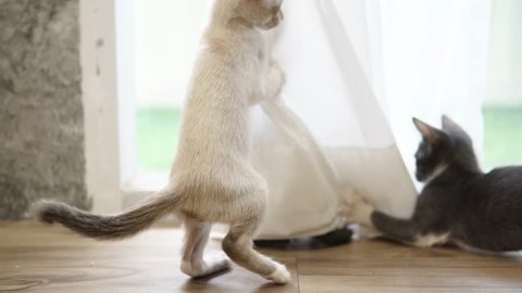 cheeky kitten playing,funny and playful animal,group of domestic cat playing with curtain.