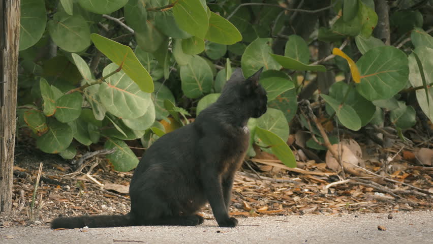 Stray black cat staring at camera loop 