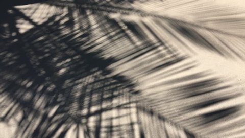 Shadows of palm tree fronds fluttering on textured sand beach