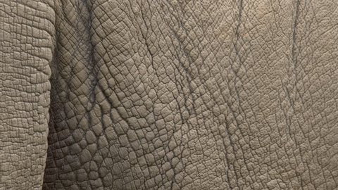 White rhino's skin