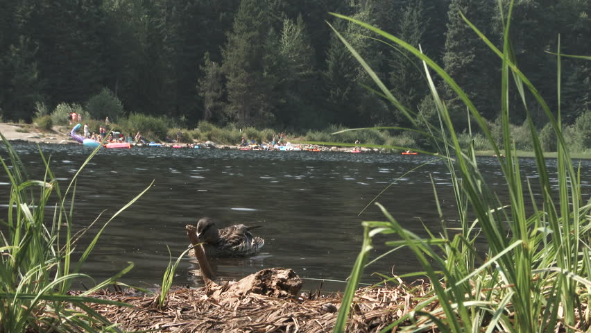 One duck swims to shore on Trillium Lake in Oregon away from busy summertime crowd.