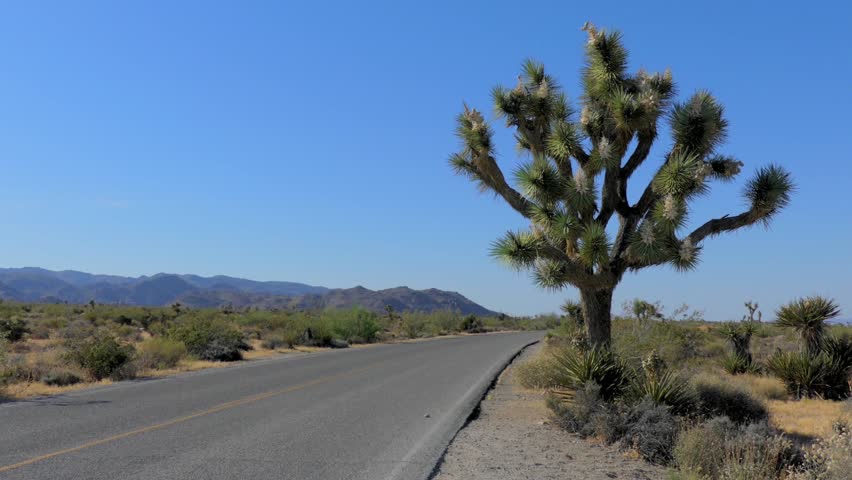 The Joshua Tree National Park in southeastern California, USA, 2017