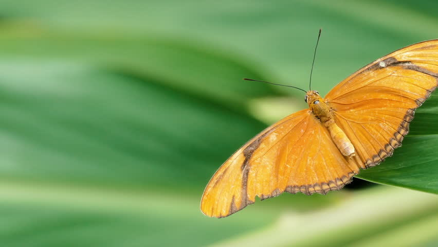Julia Longwing Butterfly closeup (Dryas iulia) 