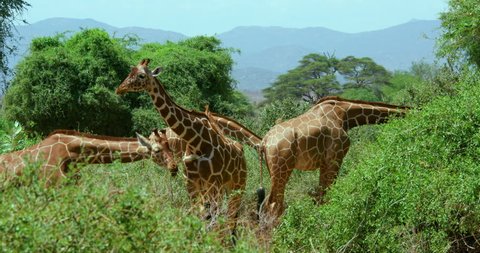 Reticulated Giraffes Grazing; Samburu Kenya Africa