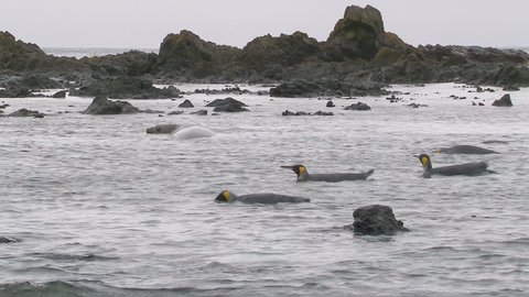 King Penguin (Aptenodytes patagonicus) on coastline bathing with Elephant seals on beach of Enderby Island, Ross