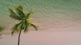Tropical island beach. Coconut palm tree on washing sea waves, aerial view