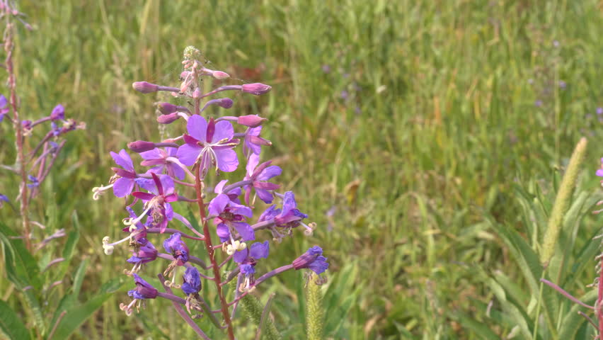 close up of fireweed growing at trout lake in yellowstone national park, usa