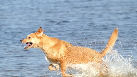 Athletic golden retriever puppy dog running and playing in water 