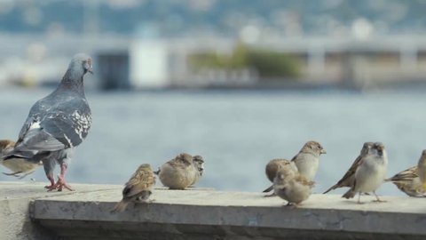 Flock of sparrow and pigeon standing on a granite fence of the river in Geneva in cold winter. Slow motion