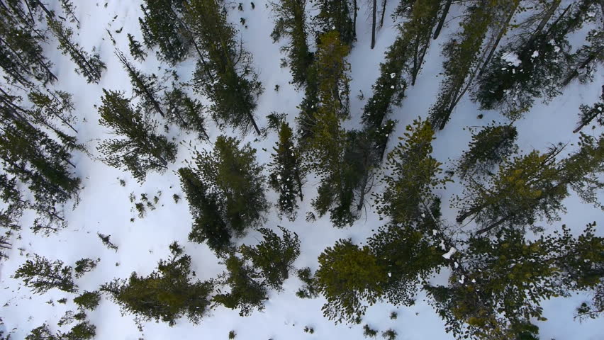 Aerial view over pine trees. BANFF National Park, Alberta, Canada. Snow winter.