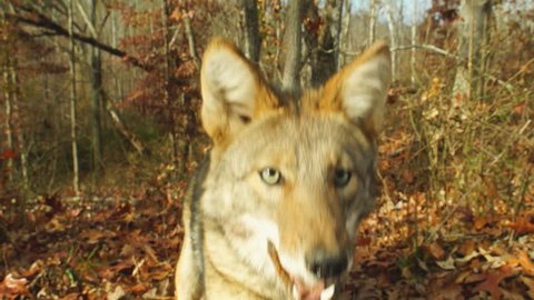 Coyote viciously attacks camera in Georgia, slow-motion, 1/2 natural speed