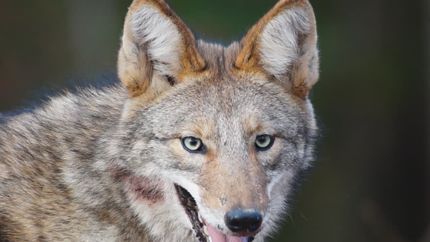 Coyote with blood on face in Georgia, slow-motion, 1/2 natural speed