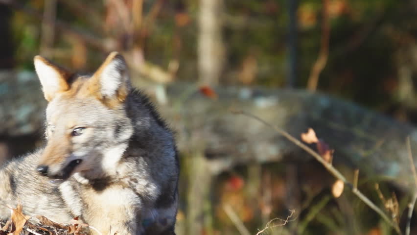 Coyote with blood on face in Georgia, slow-motion, 1/2 natural speed