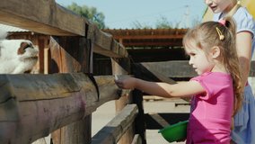 Two little girls feed the animals on the farm, give food through the cracks in the fence