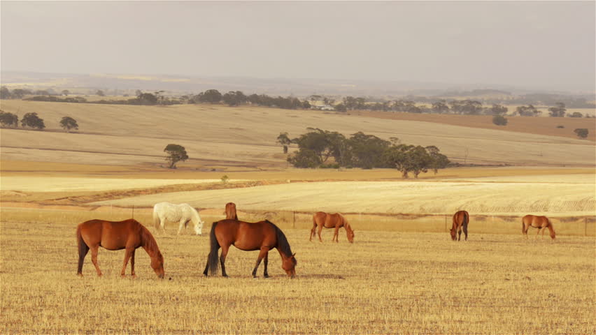A team of horses grazing in yellow pasture, dry in the Australian summer, with a
