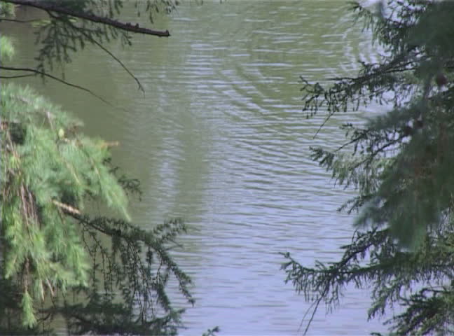 Beautiful view of  lake and trees in a forest  