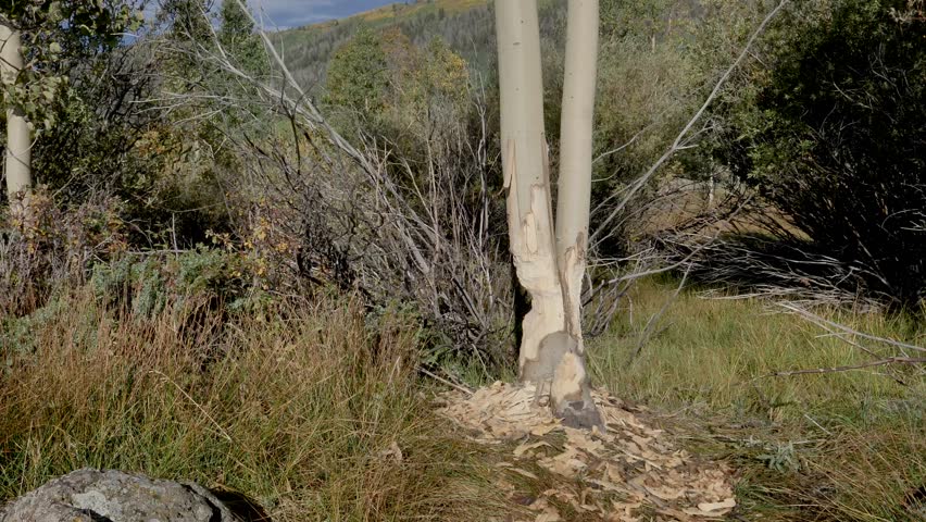 PAN-Aspen tree almost chewed through by a beaver.