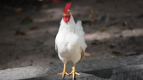 White chicken standing on the cement floor