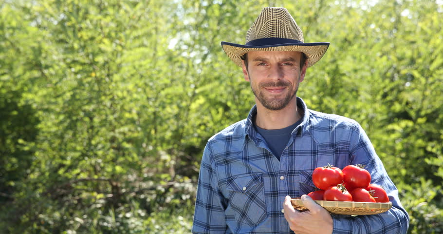 Handsome Farmer Man Hold a Bio Red Tomato Pile Happy Show Ok Sign Organic Garden Royalty-Free Stock Footage #30980206