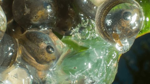 Tadpoles of the Ecuadorian Monkey Frog (Phyllomedusa ecuatoriana) ready to emerge from the egg membranes on day 18. A tadpole slithers down the eggs towards a pool below.