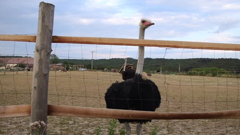 Ostrich on a farm, handheld recording. Ostrich behind the fence. 