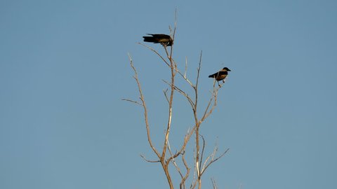 Two crows sit on a withered tree and fly away. Real time.