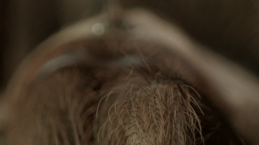 Pull focus from tarantula