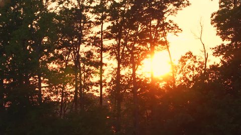 A view of a setting sun through a forest canopy.