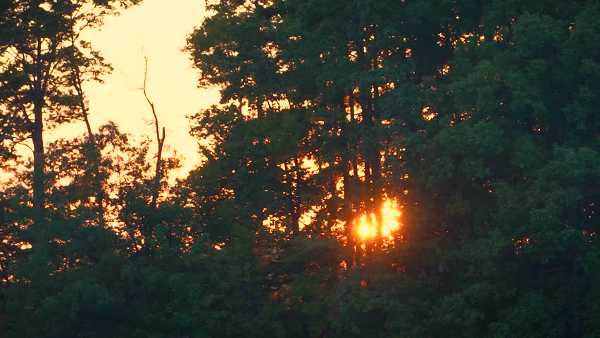 A view of a setting sun through a forest canopy. | Shutterstock HD Video #30987544