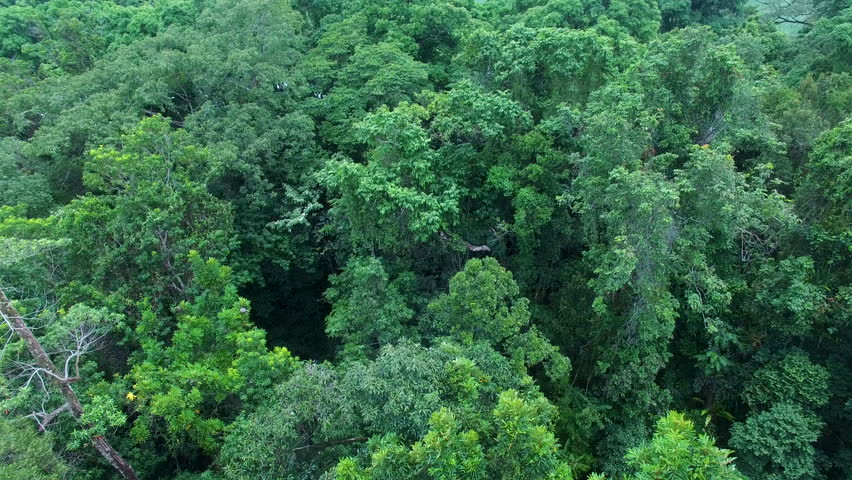An aerial shot of tree tops. The drone approaches the tree tops in slow motion. | Shutterstock HD Video #30988951