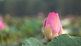 Beautiful flowers background. Beauty blossom pink lotus flower, yellow pistil with green leaf background in a country in early morning. Clip 4k high resolution
