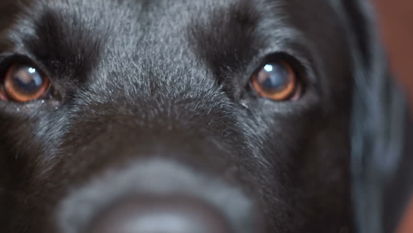 black lab eyes