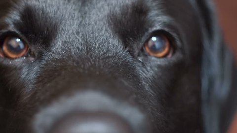 close-up of a black labrador retriever dog. devoted brown eyes of a pet. smooth, well-groomed coat on the muzzle face