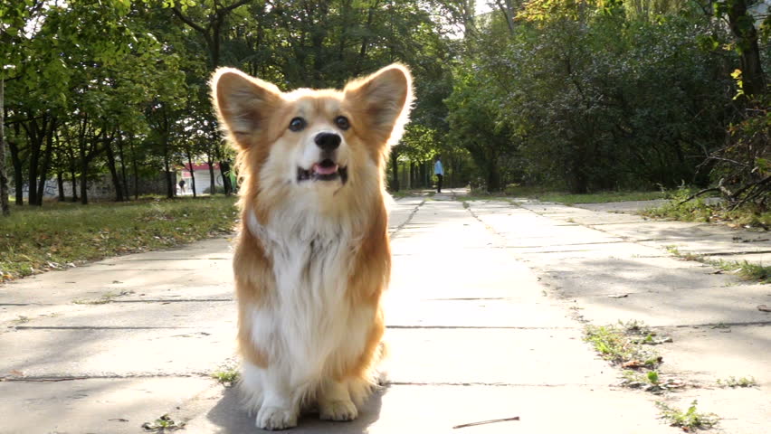 welsh corgi fluffy