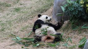 panda eating bamboo. video